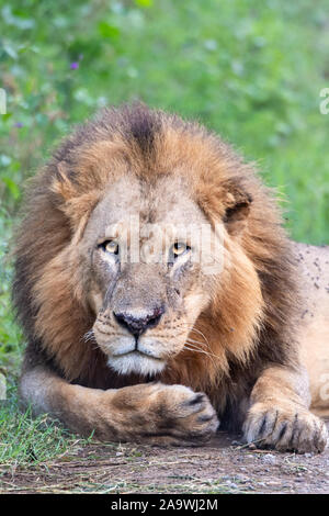 Afrikanischer Löwe (Panthera leo) ruhen in Kenia Stockfoto