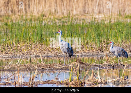 Weniger Kanadakranichen Überwinterung auf die Feuchtgebiete von Merced National Refuge, zentralen Kalifornien Stockfoto