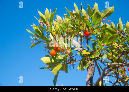 Zweig der Erdbeerbaum gegen den blauen Himmel. Stockfoto