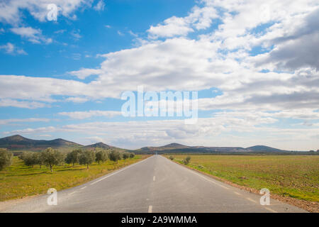 Seitenweg und Olivenhaine. Fuente el Fresno, Ciudad Real Provinz, Castilla La Mancha, Spanien. Stockfoto