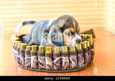 Süße Beagle Welpen sitzen in Patrone Riemen Stockfoto