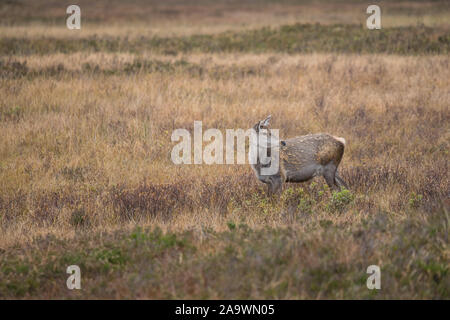 Red deer Beweidung in Glencoe in den Highlands von Schottland Stockfoto