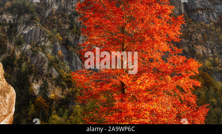 Orange Baum im Herbst Jahreszeit in den Bergen von Val di Mello Stockfoto