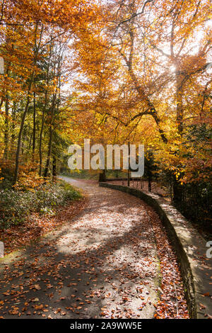 Herbst Farben entlang zum Riverside Walk in Durham City, Co Durham, England, Großbritannien Stockfoto