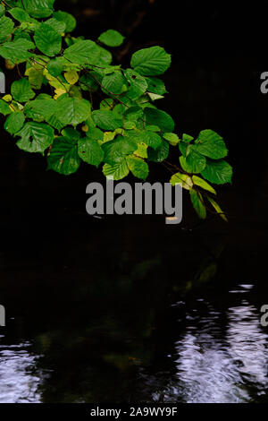 Grüne Blätter auf einem Zweig mit dunklen Wasser im Hintergrund Stockfoto