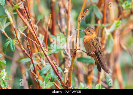 Shining Sunbeam - Aglaeactis cupripennis, schöne orange Hummingbird von Andinen Pisten von Südamerika, Tambo Condor, Ecuador. Stockfoto