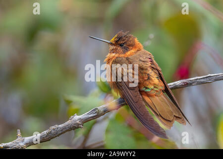 Shining Sunbeam - Aglaeactis cupripennis, schöne orange Hummingbird von Andinen Pisten von Südamerika, Tambo Condor, Ecuador. Stockfoto