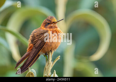 Shining Sunbeam - Aglaeactis cupripennis, schöne orange Hummingbird von Andinen Pisten von Südamerika, Tambo Condor, Ecuador. Stockfoto