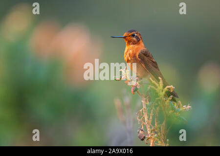 Shining Sunbeam - Aglaeactis cupripennis, schöne orange Hummingbird von Andinen Pisten von Südamerika, Tambo Condor, Ecuador. Stockfoto