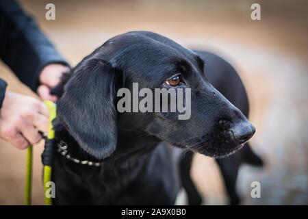 Seitenansicht Portrait eines schwarzen Mischling Hund mit braunen Augen an der Leine. Hände ihn halten. Stockfoto