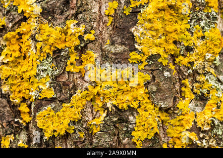 Gelbe Flechten auf Rinde des Baumes. Baumstamm von Flechten betroffen. Strukturierte Holzoberfläche mit Flechten Kolonie. Pilz Ökosystem auf der Bäume Rinde. Stockfoto