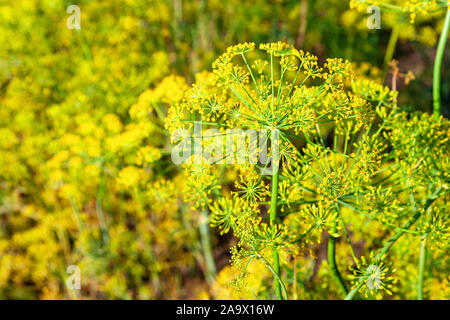 Blühende Dill im Garten wächst Stockfoto