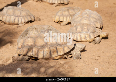 Riesige Landschildkröten auf Sand. Teneriffa, Spanien Stockfoto