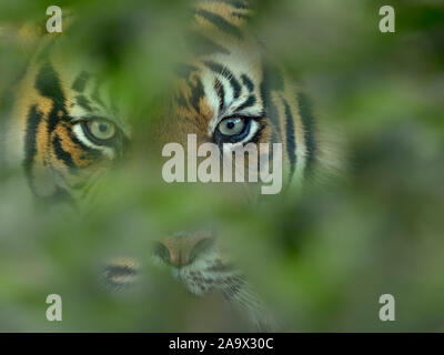 Sumatra Tiger Panthera tigris sondaica CAPTIVE Stockfoto