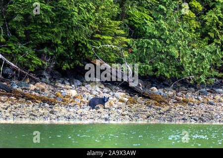 Schwarzer Bär auf der Suche nach Essen bei Ebbe, Tofino, Britisch-Kolumbien, Kanada Stockfoto