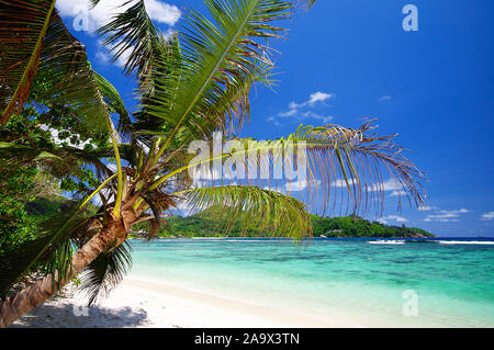 Schattiger Platz zum Ausruhen unter Palmen am Strand von Baie Lazare auf der Haupinsel der Seychellen, Mahe Stockfoto