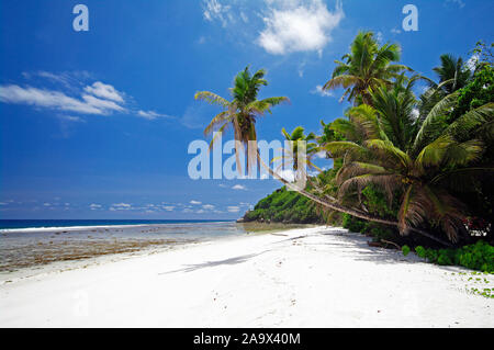 Palmen am sandigen Strand von Anse Parnel, tropisches Paradies an der Südwest Küste von Mahé, die Hauptinsel der Seychellen Stockfoto