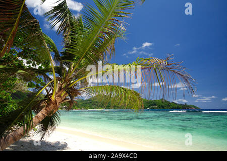 Schattiger Platz zum Ausruhen unter Palmen am Strand von Baie Lazare auf der Haupinsel der Seychellen, Mahe Stockfoto