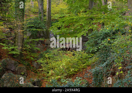 Felsenmeer, berühmte Naturschutzgebiet, Meer von Felsen in der Nähe von Hemer, Sauerland, wild-romantischen Buchenwald im Herbst, Herbst, in Deutschland, in Europa. Stockfoto