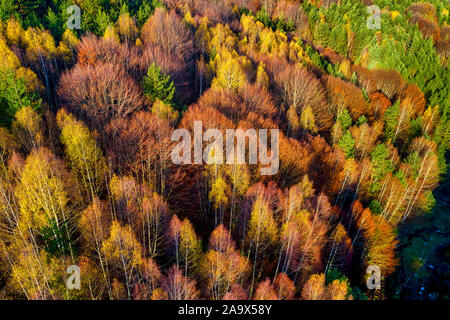Luftaufnahme von Herbst Wald. Wunderschöne Landschaft, Bäume mit roten und orangefarbenen Blätter in Tag, National Park Livaditis Xanthi, Griechenland Stockfoto