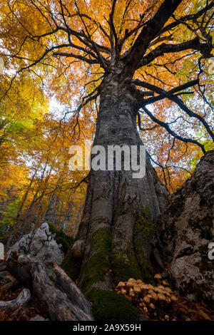 Amtsleitung von beeindruckender Baum im Herbst Farben mit Felsen und Pilze zwischen den Wurzeln, Parco Nazionale d'Abruzzo Lazio e Molise, Abruzzen, Italien Stockfoto