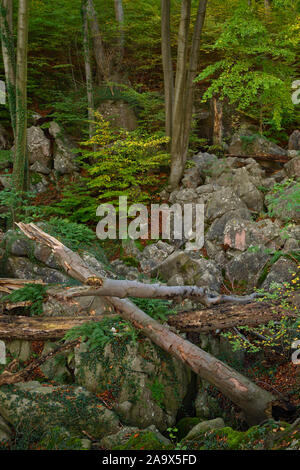 Felsenmeer, berühmte Naturschutzgebiet, Nationaler Geotop, Meer von Felsen, Felsen Chaos mit alten Buchen und totes Holz von Hemer, Deutschland, Europa. Stockfoto