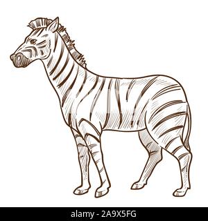 Afrikanische Tier, Zebra isolierten Skizze, gestreifte Haut Stock Vektor