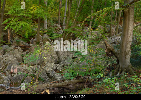 Felsenmeer, berühmte Naturschutzgebiet, Nationaler Geotop, Meer von Felsen, Felsen Chaos mit alten Buchen und totes Holz von Hemer, Deutschland, Europa. Stockfoto