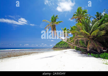 Strand und Palmen, Anse Takamaka, Mahé Stockfoto