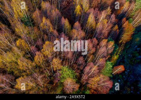 Luftaufnahme von Herbst Wald. Wunderschöne Landschaft, Bäume mit roten und orangefarbenen Blätter in Tag, National Park Livaditis Xanthi, Griechenland Stockfoto