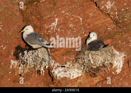 Schwarz-legged Dreizehenmöwe (Rissa tridactyla), Möwen, Zucht am Roten Klippe von Helgoland, Bird Rock, Deutschland, Wildlife, Europa. Stockfoto