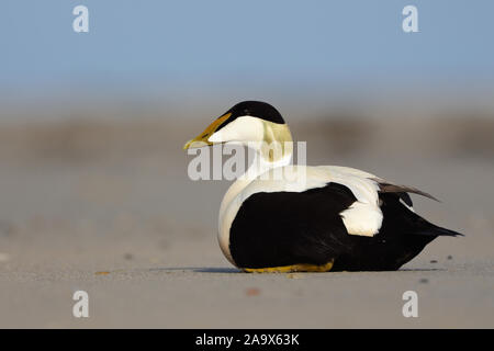 Gemeinsame Eiderente (Somateria Mollissima), männlich, Drake, ruht auf dem Strand, in der Zucht Kleid, Helgoland, Deutschland, Wildlife, Europa. Stockfoto