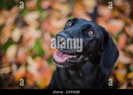 Close up Portrait von glücklich ein schwarzer Mischling Hund mit braunen Augen und offenen Mund zeigt eine rosa Zunge oben zu schauen. Verschwommenen Hintergrund mit bunten Blättern. Stockfoto
