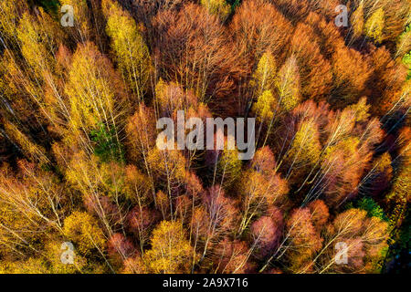 Luftaufnahme von Herbst Wald. Wunderschöne Landschaft, Bäume mit roten und orangefarbenen Blätter in Tag, National Park Livaditis Xanthi, Griechenland Stockfoto