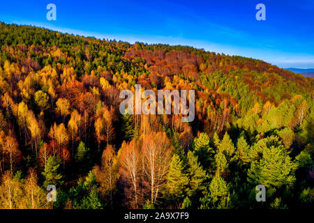 Luftaufnahme von Herbst Wald. Wunderschöne Landschaft, Bäume mit roten und orangefarbenen Blätter in Tag, National Park Livaditis Xanthi, Griechenland Stockfoto