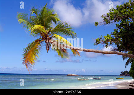 Schattiger Platz zum Entspannen unter einer Palme am Beau Vallon Strand mit Granitfelsen, tropisches Paradies an der Nordkueste der Hauptinsel Mahe, S Stockfoto