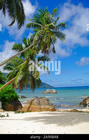 Schattiger Platz zum Entspannen unter einer Palme am Beau Vallon Strand mit Granitfelsen, tropisches Paradies an der Nordkueste der Hauptinsel Mahe, S Stockfoto