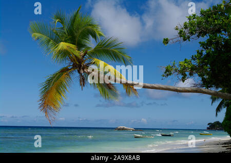 Schattiger Platz zum Entspannen unter einer Palme am Beau Vallon Strand mit Granitfelsen, tropisches Paradies an der Nordkueste der Hauptinsel Mahe, S Stockfoto