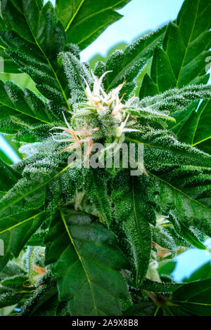Eine blühende Cannabis bud kurz vor der Ernte, mit gelben Narben und weißen Trichomen auf Blättern, eine Nahaufnahme Makroaufnahme Stockfoto