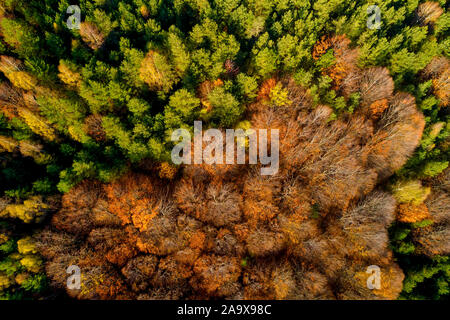 Luftaufnahme von Herbst Wald. Wunderschöne Landschaft, Bäume mit roten und orangefarbenen Blätter in Tag, National Park Livaditis Xanthi, Griechenland Stockfoto