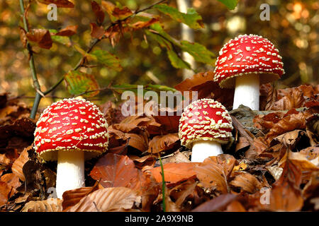 Drei Fliegenpilze im Herbstwald, Amanita muscaria, Stockfoto