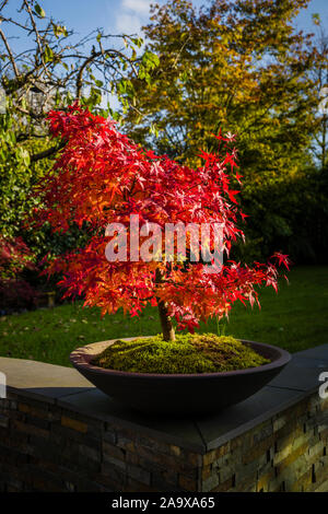 Acer palmatum Bonsai Baum im herbstlichen Laub. Stockfoto