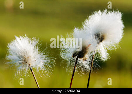 Scheidiges Wollgras (Eriophorum vaginatum) Stockfoto