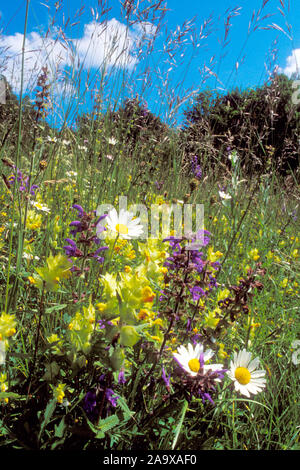 Bergwiese mit Blumen-Schwarzwald Stockfoto