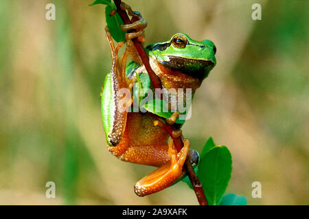 Europäischer Laubfrosch sitzt in Schilfhalm, (Hyla arborea) Stockfoto