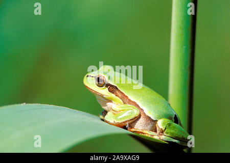 Europäischer Laubfrosch sitzt in Schilfhalm, (Hyla arborea) Stockfoto