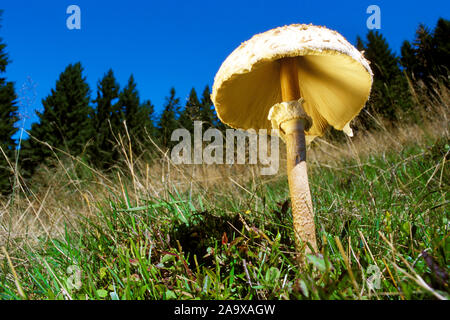 Parasolpilz - Riesen Schirmling, (Macrolepiota procera), Stockfoto