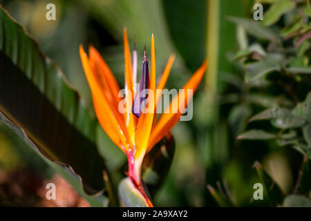 Bird of paradise flower Close-up auf einem grünen Hintergrund verschwommen Stockfoto