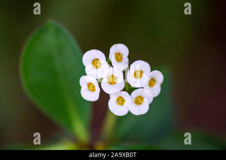 Euphorbia milii weiße Blumen Makro auf eine unscharfe grüner Hintergrund Stockfoto