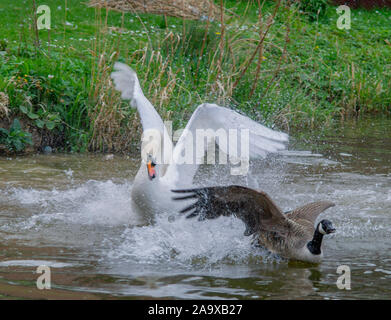 Swan Angriffe Gans Stockfoto